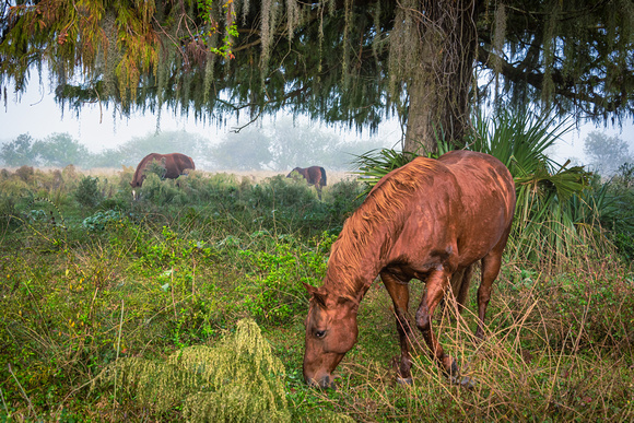 Images made in Fog during the the 2022 season in Florida