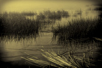 Images made in Fog during the the 2022 season in Florida