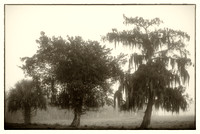 Images made in Fog during the the 2022 season in Florida