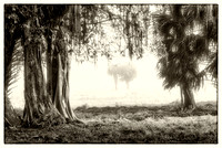 Images made in Fog during the the 2022 season in Florida