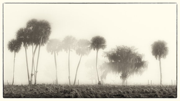 Images made in Fog during the the 2022 season in Florida