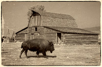 Bison, Grand Teton NP, Wyoming